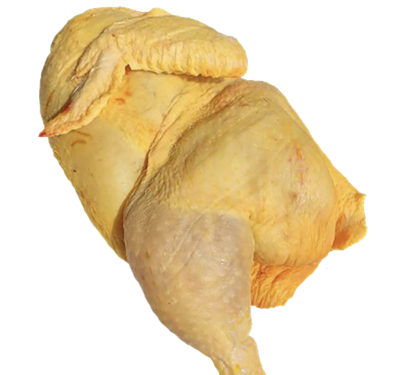 Pollo amarillo